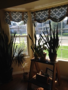 Part of my front room garden. I have two other house plants stands in the front room with great west facing light